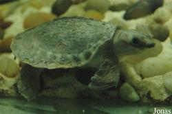 Carettochelys insculpta