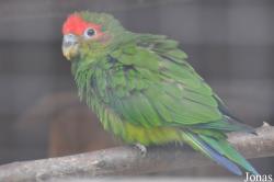 Pionopsitta pileata