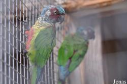 Vogelpark Turnersee