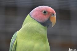 Vogelpark Turnersee