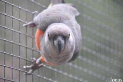 Vogelpark Turnersee