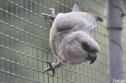 Vogelpark Turnersee