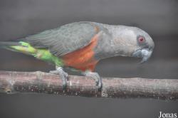 Vogelpark Turnersee