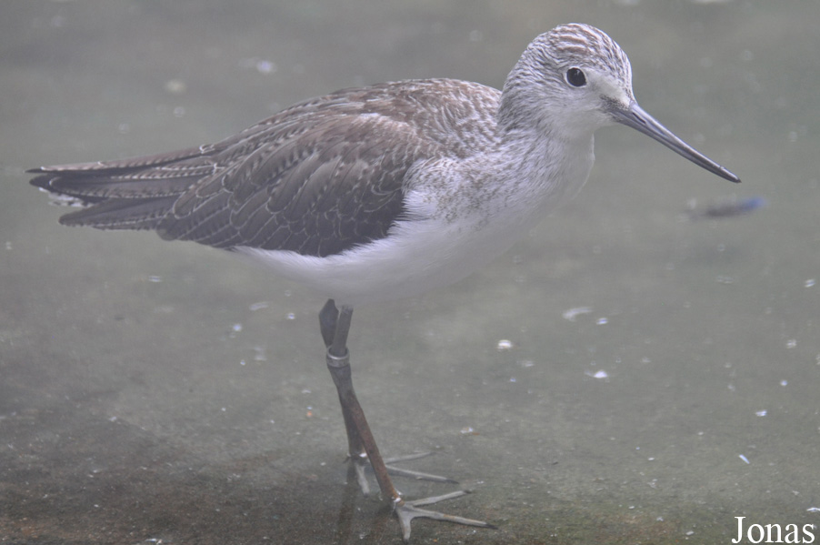 Vogelpark Turnersee