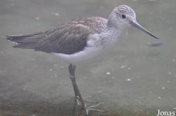 Tringa nebularia