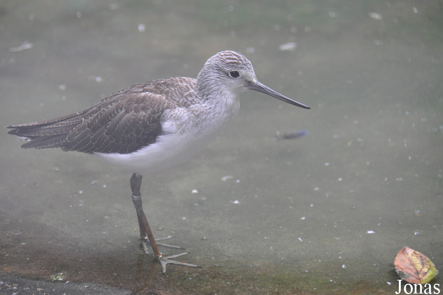 Vogelpark Turnersee
