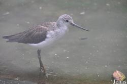 Vogelpark Turnersee