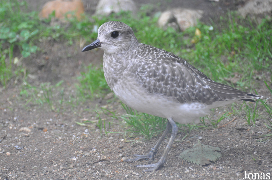 Vogelpark Turnersee
