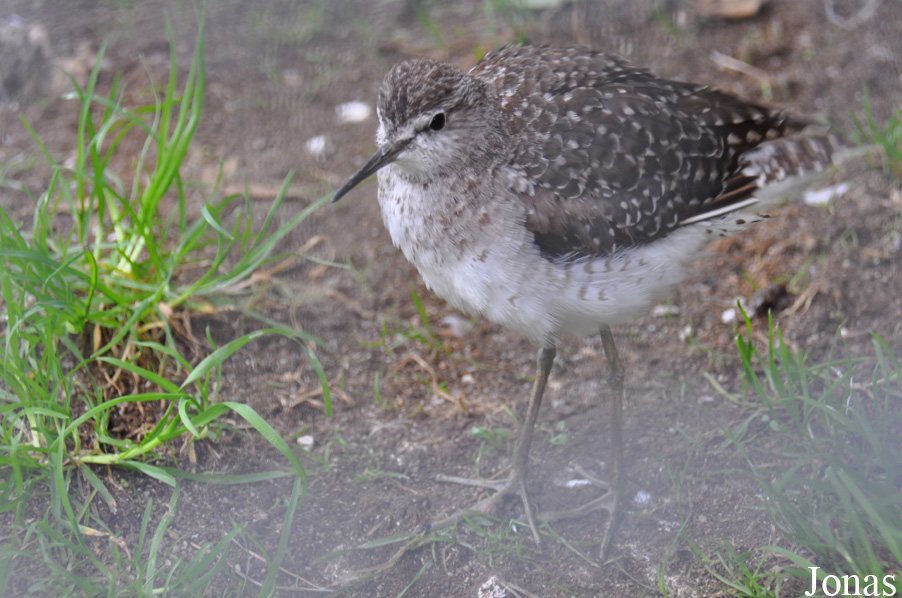 Vogelpark Turnersee
