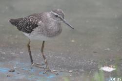 Vogelpark Turnersee