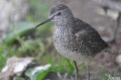 Vogelpark Turnersee