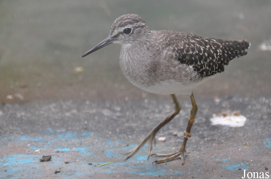 Vogelpark Turnersee