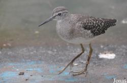 Vogelpark Turnersee