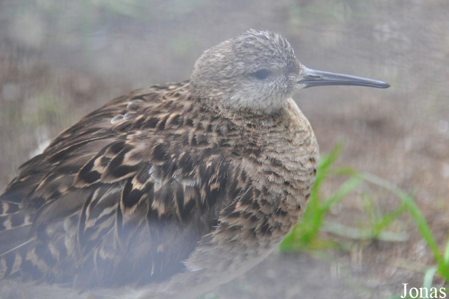 Vogelpark Turnersee
