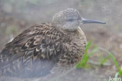 Vogelpark Turnersee