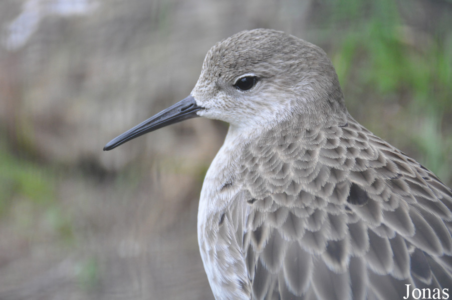 Vogelpark Turnersee
