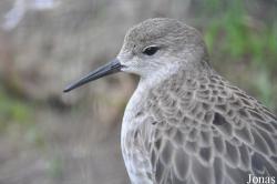 Vogelpark Turnersee
