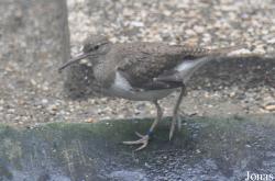 Vogelpark Turnersee