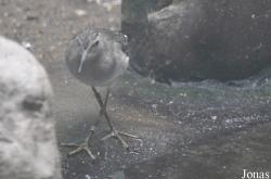 Vogelpark Turnersee