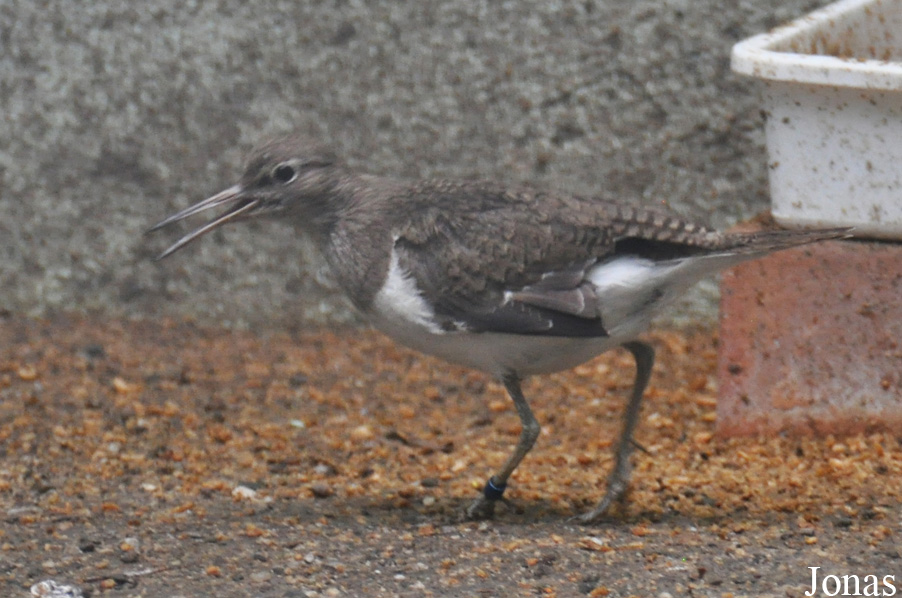 Vogelpark Turnersee