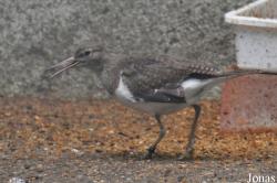 Vogelpark Turnersee