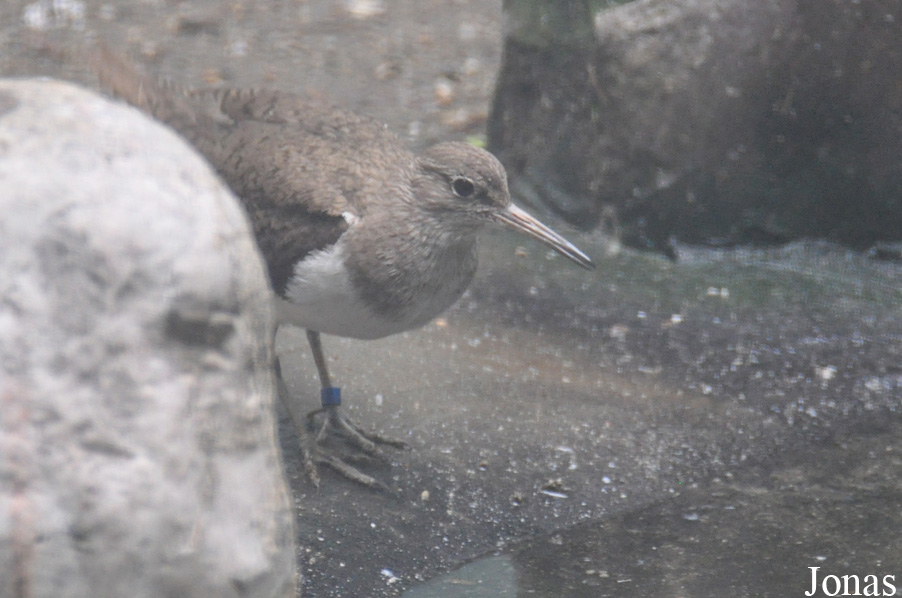 Vogelpark Turnersee