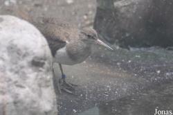 Vogelpark Turnersee