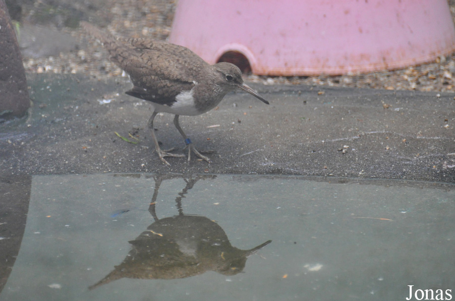 Vogelpark Turnersee