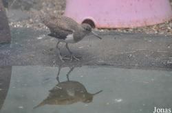 Vogelpark Turnersee