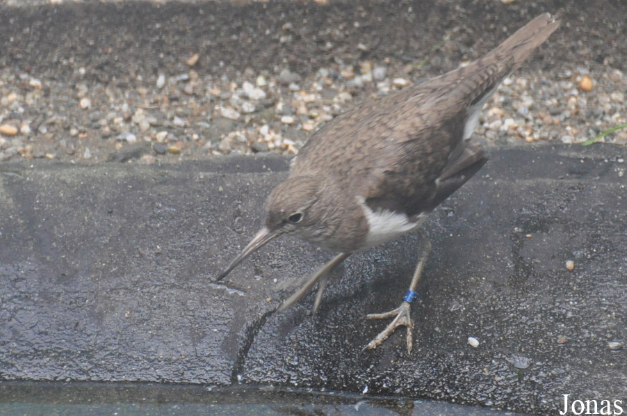 Vogelpark Turnersee