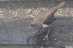 Vogelpark Turnersee