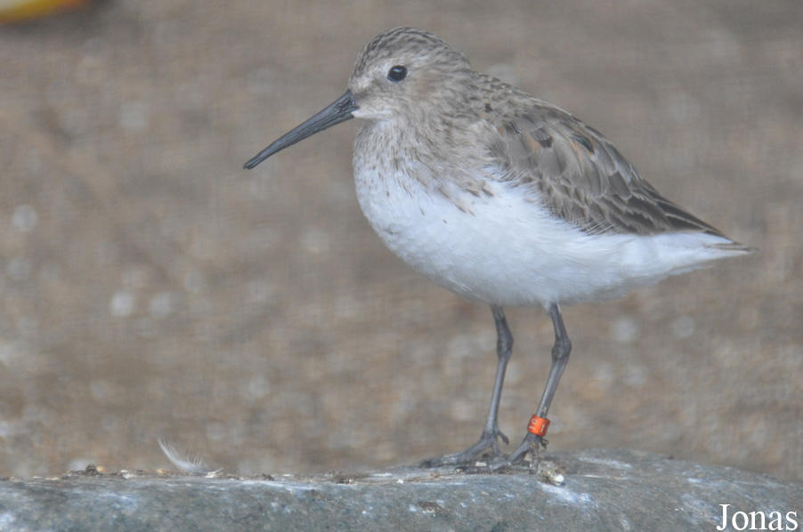Vogelpark Turnersee