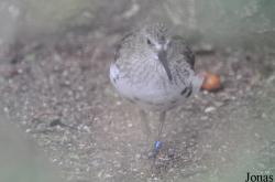 Vogelpark Turnersee