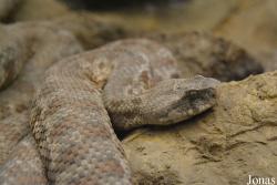 Macrovipera lebetina