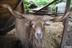 Alpenwildpark Feld am See