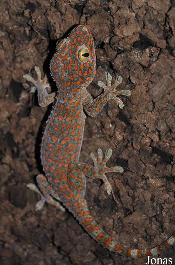 Jirí Trávnícek Breeding Centre (P)