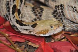 Crotalus horridus