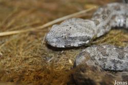 Macrovipera schweizeri