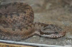 Vipera latastei