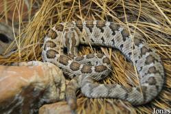 Crotalus enyo enyo