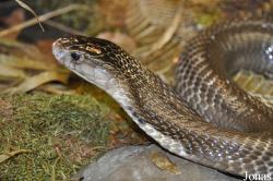 Reptilienzoo Nockalm