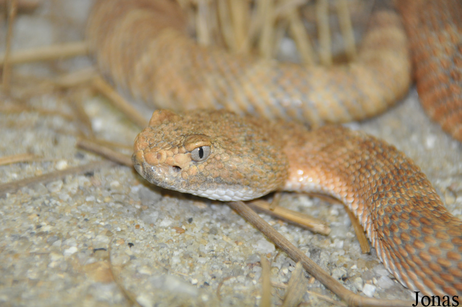 Reptilienzoo Nockalm