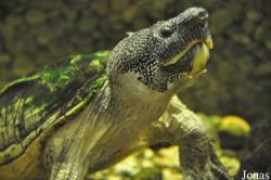 Schildkröten- und Reptilienzoo Neu-Ulm