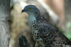 Zoobotanico Jerez