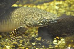 Schildkröten- und Reptilienzoo Neu-Ulm