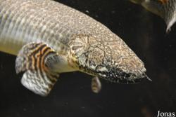 Polypterus ornatipinnis