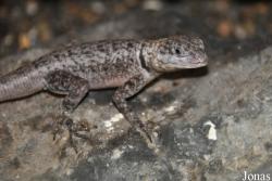 Schildkröten- und Reptilienzoo Neu-Ulm