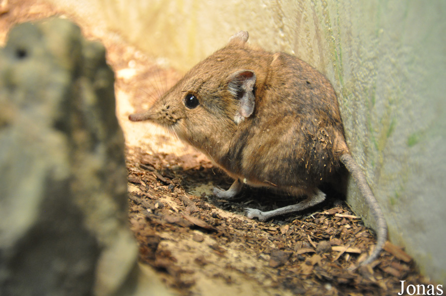 Zoo Frankfurt