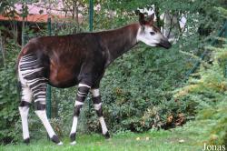 Zoo Frankfurt