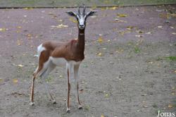 Zoo Frankfurt